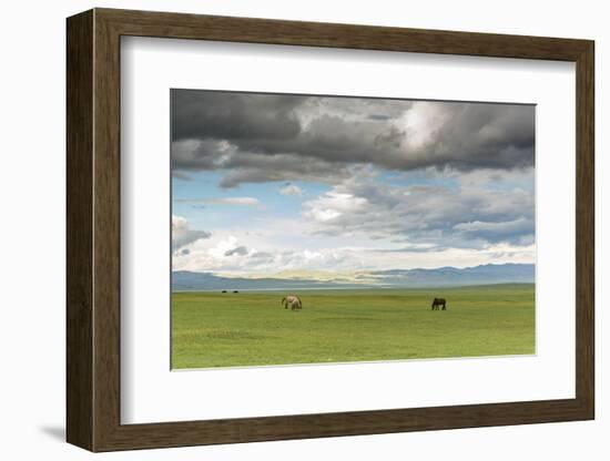 Horses grazing on the Mongolian steppe under a cloudy sky, South Hangay, Mongolia, Central Asia, As-Francesco Vaninetti-Framed Photographic Print