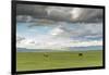 Horses grazing on the Mongolian steppe under a cloudy sky, South Hangay, Mongolia, Central Asia, As-Francesco Vaninetti-Framed Photographic Print