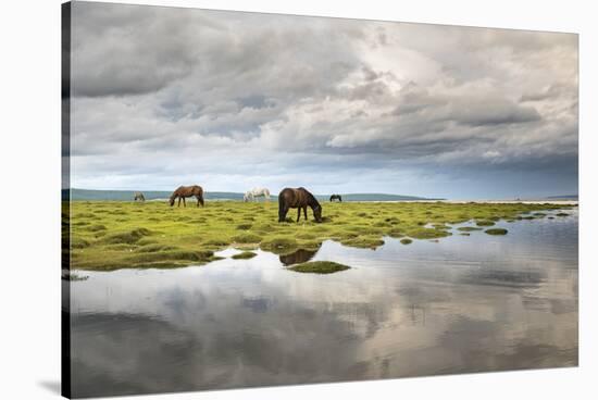 Horses grazing on the shores of Hovsgol Lake, Hovsgol province, Mongolia, Central Asia, Asia-Francesco Vaninetti-Stretched Canvas