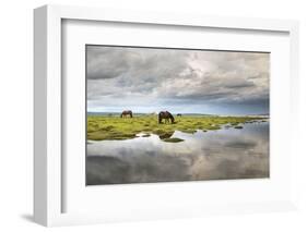 Horses grazing on the shores of Hovsgol Lake, Hovsgol province, Mongolia, Central Asia, Asia-Francesco Vaninetti-Framed Photographic Print