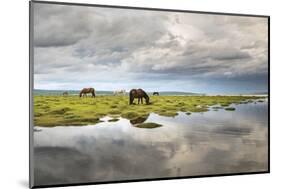 Horses grazing on the shores of Hovsgol Lake, Hovsgol province, Mongolia, Central Asia, Asia-Francesco Vaninetti-Mounted Photographic Print