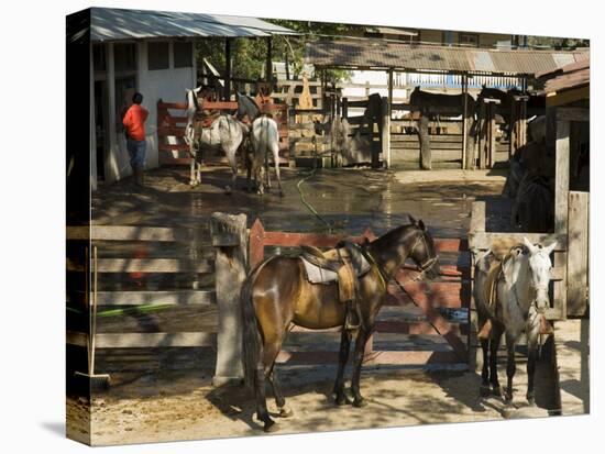 Horses, Hacienda Guachipelin, Near Rincon De La Vieja National Park, Guanacaste, Costa Rica-R H Productions-Stretched Canvas