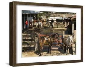 Horses, Hacienda Guachipelin, Near Rincon De La Vieja National Park, Guanacaste, Costa Rica-R H Productions-Framed Photographic Print