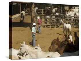 Horses, Hacienda Guachipelin, Near Rincon De La Vieja National Park, Guanacaste, Costa Rica-R H Productions-Stretched Canvas