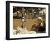 Horses, Hacienda Guachipelin, Near Rincon De La Vieja National Park, Guanacaste, Costa Rica-R H Productions-Framed Photographic Print