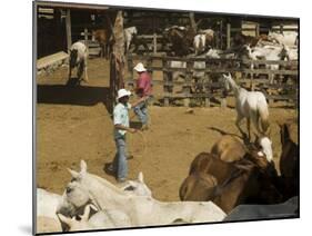 Horses, Hacienda Guachipelin, Near Rincon De La Vieja National Park, Guanacaste, Costa Rica-R H Productions-Mounted Photographic Print