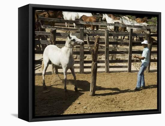 Horses, Hacienda Guachipelin, Near Rincon De La Vieja National Park, Guanacaste, Costa Rica-R H Productions-Framed Stretched Canvas