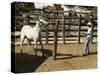 Horses, Hacienda Guachipelin, Near Rincon De La Vieja National Park, Guanacaste, Costa Rica-R H Productions-Stretched Canvas