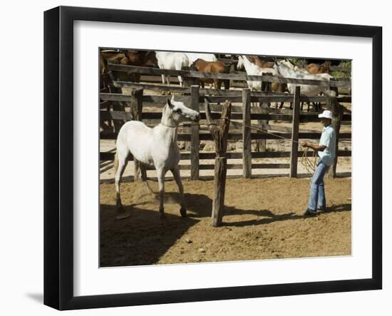 Horses, Hacienda Guachipelin, Near Rincon De La Vieja National Park, Guanacaste, Costa Rica-R H Productions-Framed Photographic Print