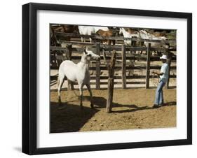 Horses, Hacienda Guachipelin, Near Rincon De La Vieja National Park, Guanacaste, Costa Rica-R H Productions-Framed Photographic Print