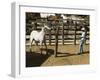 Horses, Hacienda Guachipelin, Near Rincon De La Vieja National Park, Guanacaste, Costa Rica-R H Productions-Framed Photographic Print