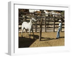 Horses, Hacienda Guachipelin, Near Rincon De La Vieja National Park, Guanacaste, Costa Rica-R H Productions-Framed Photographic Print