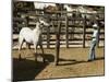 Horses, Hacienda Guachipelin, Near Rincon De La Vieja National Park, Guanacaste, Costa Rica-R H Productions-Mounted Photographic Print