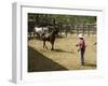 Horses, Hacienda Guachipelin, Near Rincon De La Vieja National Park, Guanacaste, Costa Rica-R H Productions-Framed Photographic Print