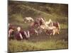 Horses, Haflinger, Meadow-Thonig-Mounted Photographic Print
