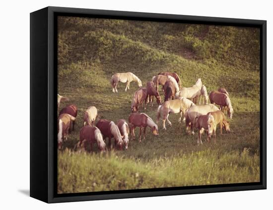 Horses, Haflinger, Meadow-Thonig-Framed Stretched Canvas