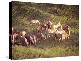 Horses, Haflinger, Meadow-Thonig-Stretched Canvas