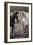 Horses I-Sally Linden-Framed Photo