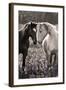 Horses I-Sally Linden-Framed Photo