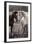 Horses I-Sally Linden-Framed Photo