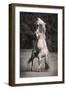 Horses II-Sally Linden-Framed Photo