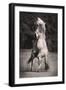 Horses II-Sally Linden-Framed Photo