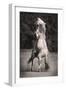 Horses II-Sally Linden-Framed Photo