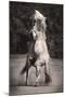 Horses II-Sally Linden-Mounted Photo