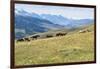 Horses, Ile-Alatau National Park, Tien Shan Mountains, Assy Plateau, Almaty, Kazakhstan, Central As-G&M Therin-Weise-Framed Photographic Print