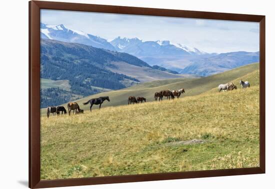 Horses, Ile-Alatau National Park, Tien Shan Mountains, Assy Plateau, Almaty, Kazakhstan, Central As-G&M Therin-Weise-Framed Photographic Print