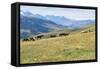 Horses, Ile-Alatau National Park, Tien Shan Mountains, Assy Plateau, Almaty, Kazakhstan, Central As-G&M Therin-Weise-Framed Stretched Canvas