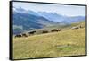 Horses, Ile-Alatau National Park, Tien Shan Mountains, Assy Plateau, Almaty, Kazakhstan, Central As-G&M Therin-Weise-Framed Stretched Canvas