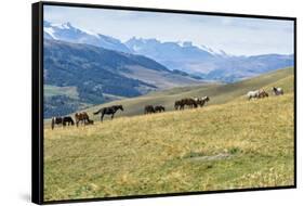 Horses, Ile-Alatau National Park, Tien Shan Mountains, Assy Plateau, Almaty, Kazakhstan, Central As-G&M Therin-Weise-Framed Stretched Canvas