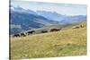 Horses, Ile-Alatau National Park, Tien Shan Mountains, Assy Plateau, Almaty, Kazakhstan, Central As-G&M Therin-Weise-Stretched Canvas