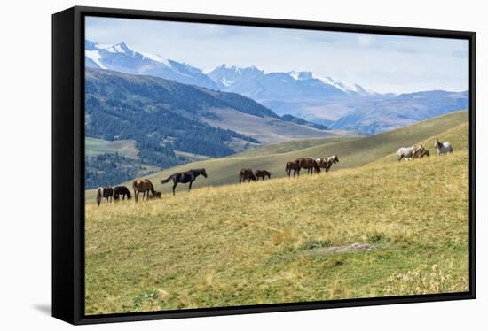 Horses, Ile-Alatau National Park, Tien Shan Mountains, Assy Plateau, Almaty, Kazakhstan, Central As-G&M Therin-Weise-Framed Stretched Canvas