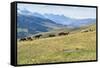 Horses, Ile-Alatau National Park, Tien Shan Mountains, Assy Plateau, Almaty, Kazakhstan, Central As-G&M Therin-Weise-Framed Stretched Canvas