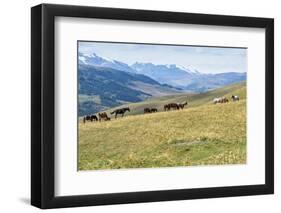 Horses, Ile-Alatau National Park, Tien Shan Mountains, Assy Plateau, Almaty, Kazakhstan, Central As-G&M Therin-Weise-Framed Photographic Print
