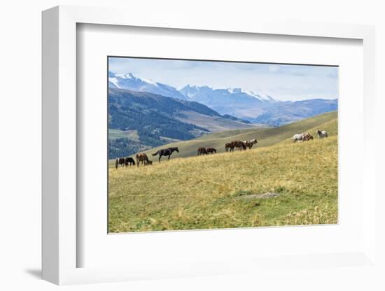 Horses, Ile-Alatau National Park, Tien Shan Mountains, Assy Plateau, Almaty, Kazakhstan, Central As-G&M Therin-Weise-Framed Photographic Print