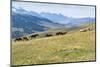 Horses, Ile-Alatau National Park, Tien Shan Mountains, Assy Plateau, Almaty, Kazakhstan, Central As-G&M Therin-Weise-Mounted Photographic Print