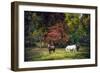 Horses in a Field at Fall in USA-Jody Miller-Framed Photographic Print