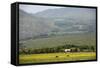 Horses in a Field Near Tafi Del Valle, Salta Province, Argentina, South America-Yadid Levy-Framed Stretched Canvas