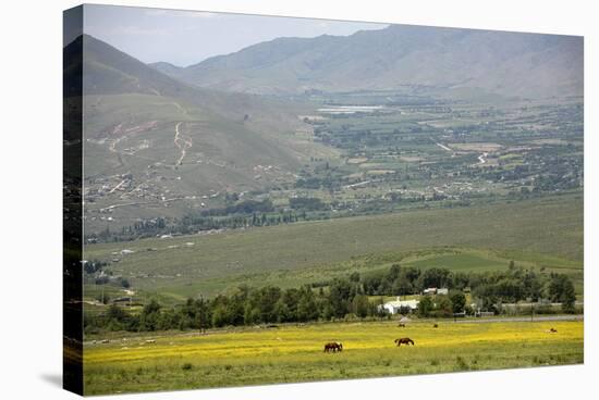 Horses in a Field Near Tafi Del Valle, Salta Province, Argentina, South America-Yadid Levy-Stretched Canvas