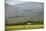 Horses in a Field Near Tafi Del Valle, Salta Province, Argentina, South America-Yadid Levy-Mounted Photographic Print