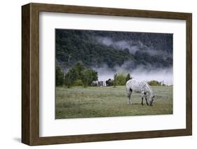 Horses in a Field, Patagonia, Argentina, South America-Yadid Levy-Framed Photographic Print