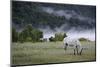 Horses in a Field, Patagonia, Argentina, South America-Yadid Levy-Mounted Photographic Print