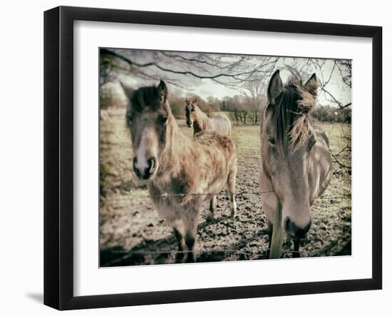 Horses in a Field-Tim Kahane-Framed Photographic Print