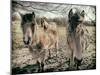 Horses in a Field-Tim Kahane-Mounted Photographic Print