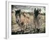 Horses in a Field-Tim Kahane-Framed Photographic Print