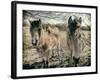 Horses in a Field-Tim Kahane-Framed Photographic Print