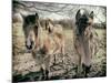 Horses in a Field-Tim Kahane-Mounted Photographic Print